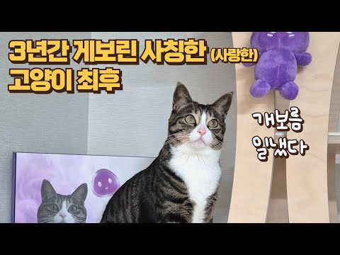 삼진제약 게보린에서 연락이 왔어요!! 엉엉ㅠ 저 감동받아서 오열했어요