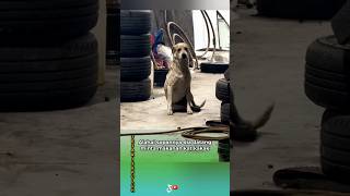 Download lagu Ade darah melayu ke awak? mp3 Download lagu Ade darah melayu ke awak? mp3