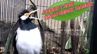 Download lagu Jalak Suren Gacor Full Isian untuk Masteran dan Pancingan Jalak Muda Agar cepat Isian & GACOR mp3