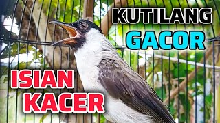 Download lagu KUTILANG GACOR ISIAN KACER AMPUH UNTUK MASTERAN KUTILANG LAIN mp3 Download lagu KUTILANG GACOR ISIAN KACER AMPUH UNTUK MASTERAN KUTILANG LAIN mp3