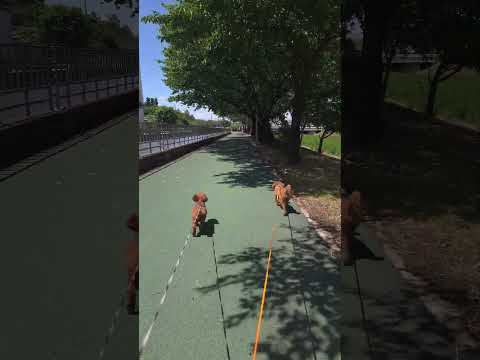 Ella & Luca's Walk