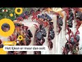 Duizenden krabben kruipen over Cuba