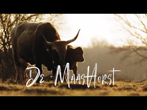 NATURE AWAKES | DE MAASHORST UDEN