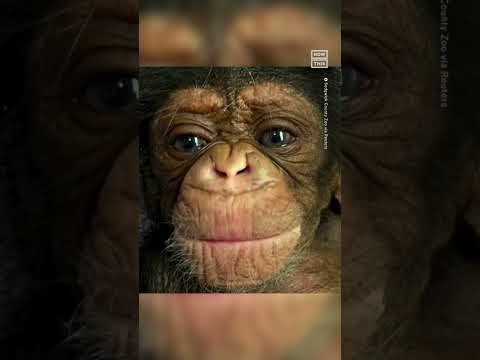 Chimpanzee Mother Embraces Baby for the First Time