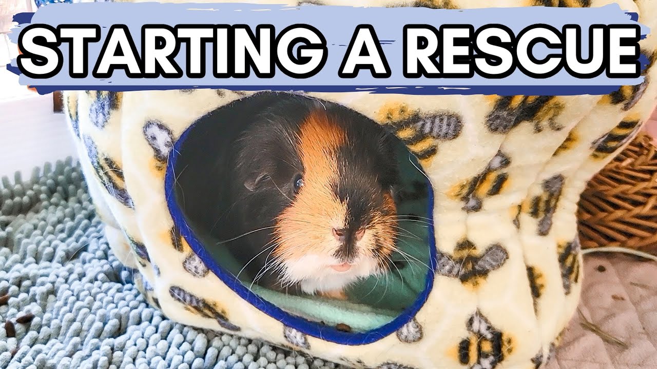 How much do you get paid to be an animal rescuer?