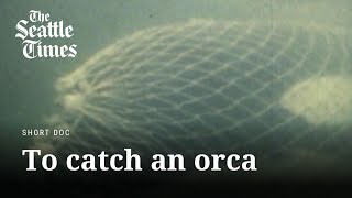 How the era of capturing killer whales ended in Puget Sound