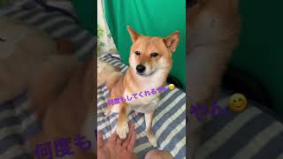豆柴朝からお手三昧　#shibainu #柴犬 #犬のいる暮らし #cute  #japan
