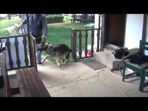 Chira Zde-Sko, IGP1, HD/ED a normal