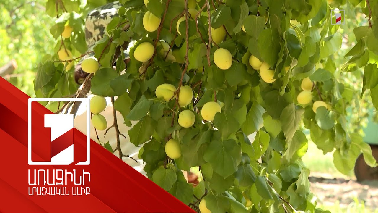 43 200 տոննա արտահանում. այս տարի ծիրանի առատ բերք է եղել