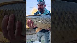 I love this bait, fish can’t resist it! #fishing #carp #carpfishing #bigfish