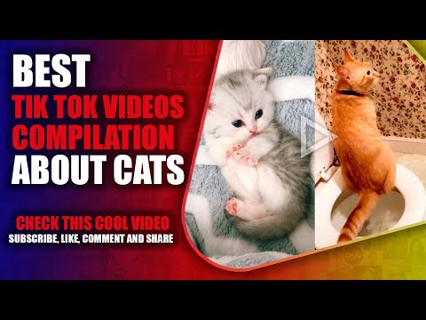 BEST TIK TOK VIDEOS COMPILATION ABOUT CATS #cats #cat  #tiktok