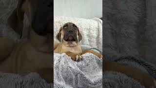 Video preview image #1 Mutt Puppy For Sale in Goodyear, AZ, USA