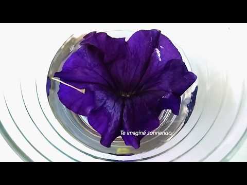 download lagu mp3 mp4 Vicente Cervera Salinas, download lagu Vicente Cervera Salinas gratis, unduh video klip Vicente Cervera Salinas