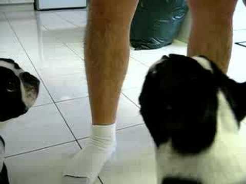 Yogi and Booboo and the Attack of the 50ft Hairy-Leg Man!!!