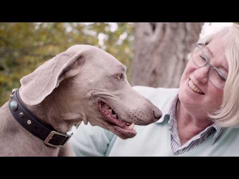 LUCAA+ Pets Shampoo Натуральный шампунь для собак и кошек, 300 мл - фото 1 - id-p1475971855