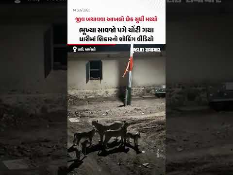 જીવ બચાવવા આખલો છેક સુધી મથ્યો! ભૂખ્યા સાવજો પગે ચોંટી ગયા, Dhariમાં શિકારનો શોકિંગ વીડિયો જીવ બચાવવા આખલો છેક સુધી મથ્યો! ભૂખ્યા સાવજો પગે ચોંટી ગયા, Dhariમાં શિકારનો શોકિંગ વીડિયો