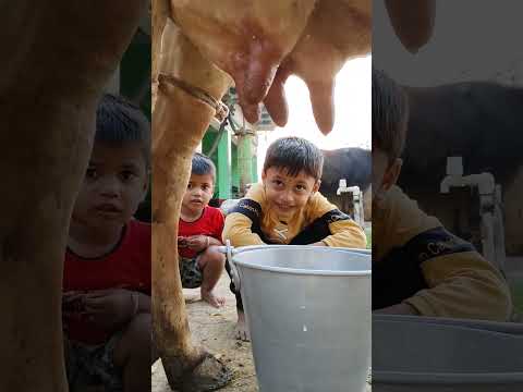 choti choti gaiya yt ty ug ggg gf yr7uy b gg 7 tu uhh #anaya #cow #radheradhe