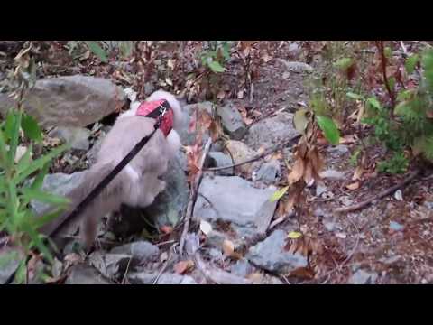 Milu the Ragdoll Cat Goes Exploring In The Wilderness!