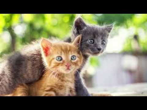 seeing two kittens in dream