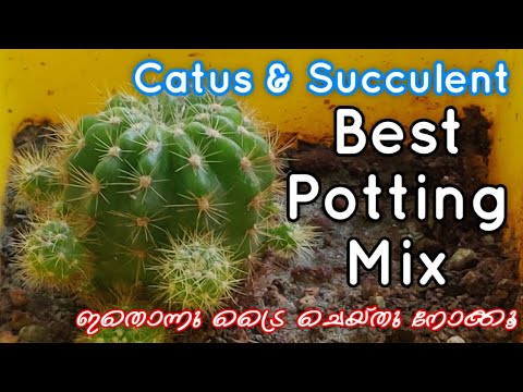 Cactus and Succulent Best Potting mix || shilpazz Thattikootu || Gardening Malayalam