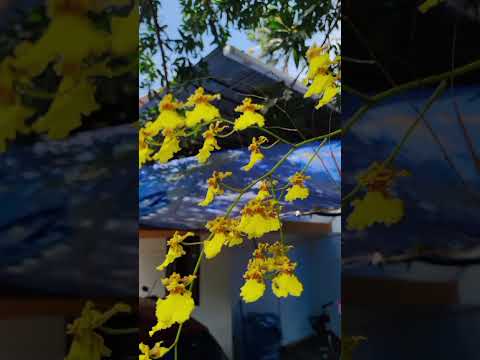 blossom #dhanvin & nirupama #shorts #