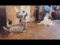 Charlie The Shearing Kid Behind The News