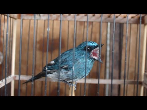 Download Lagu Kicau Burung Selendang Biru Mp3 Gratis