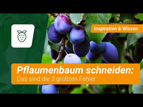 3 große Fehler 😱 Vermeidet sie beim Pflaumenbaum schneiden!