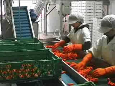 Baby carrot line norway