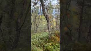 Download lagu Trening før jakt mp3