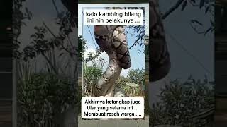 Download lagu Warga menangkap ular piton besar yang selama ini meresahkan selalu memakan ternak warga #trending mp3