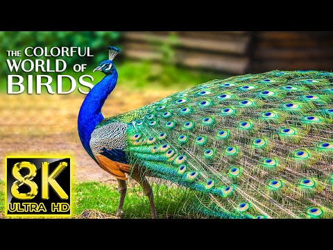 The Colorful World of Birds 8K ULTRA HD - The Most Beautiful Birds for Relaxation & Calming Music