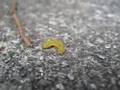 The Dancing Green Worm