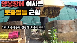 봄되니 폭발적인 성장을 보여주는 작년 가을에 집나갔던 토종벌(feat.2호, 3호 토종벌)