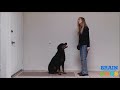 Develops your Dogs Hidden intelligence