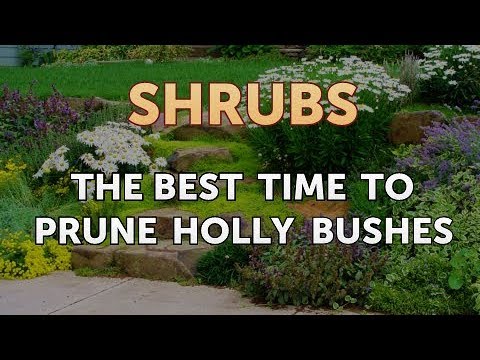 How to Prune a Bottlebrush Shrub