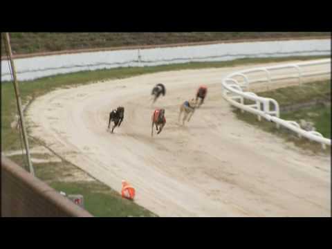 2017 RPGTV PUPPY - SHAWFIELD - HEAT 1 - T6 CALICO TINY
