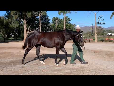 LOT 41 a filly by VAR  X BAVARIA  _Millsteam BSA 2020 NEW