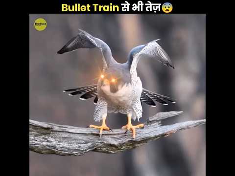 रफ़्तार Bullet Train🚆 से भी तेज़ 🦅 | Fastest Bird On Earth | Peregrine Falcon | The Fact | #shorts