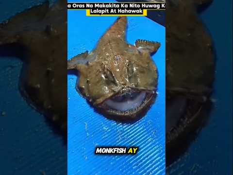 Kaya Hindi Dapat Hinahawakan Ang Ganito Klase Ng Isda #facts #viral #trending #shorts #interesting