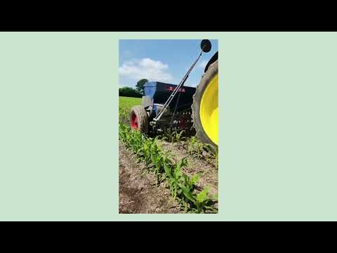 Untersaat im Mais etablieren