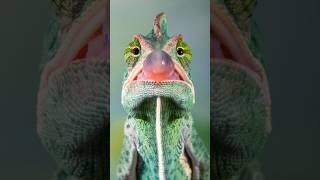 Be AMAZED by Chameleon&#39;s Tongue! 🦎👅🎯 #animalfacts #chameleon #wildlife