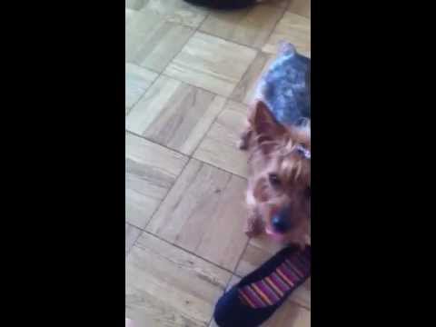 download lagu mp3 mp4 Fetch My Slippers, download lagu Fetch My Slippers gratis, unduh video klip Fetch My Slippers