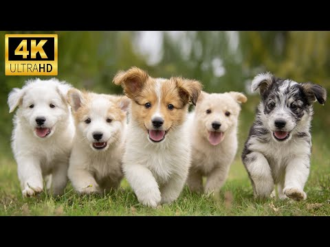 Baby Animals 4K | Life Begins Here | Explore The Big Family Of Beautiful Natural Animal World #2