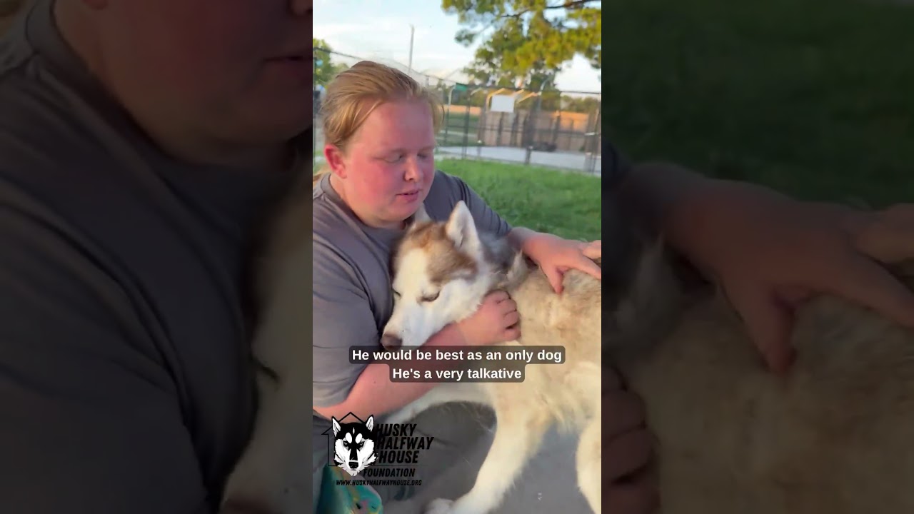 Enlarge Thunder, a Adoptable Husky in Eufaula, OK video 6/6