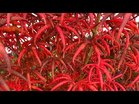 PEVE STARFISH JAPANESE MAPLE