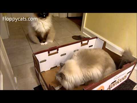 Ragdoll Cats Introduced to Raw Frozen Mice for First Time - Frankenprey