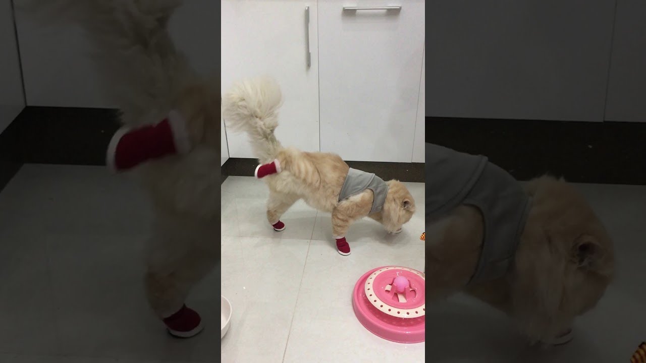 Стильная кошечка с крутой походочкой