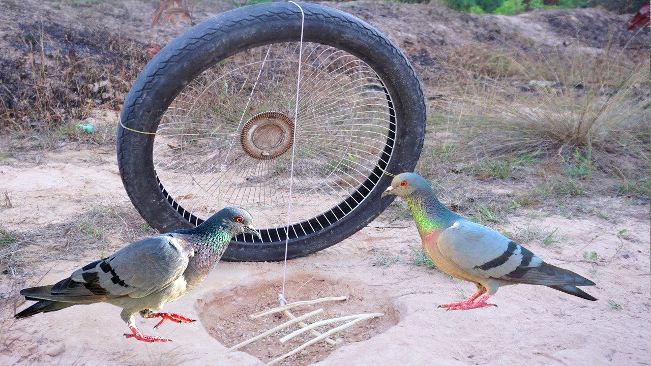 Creative Unique DIY Pigeon Trap Using Electric Guard & Wood