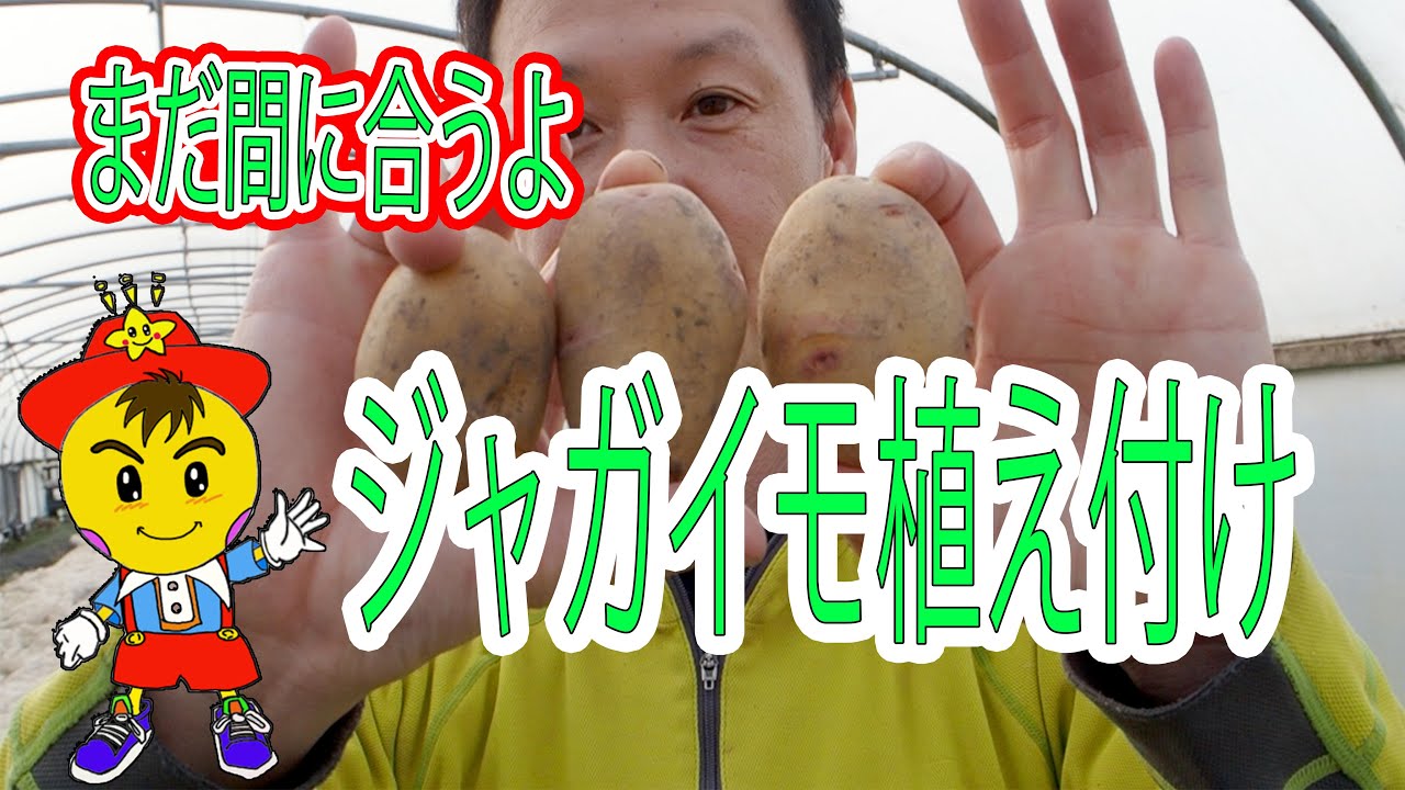 自然栽培ジャガイモ作りの基本